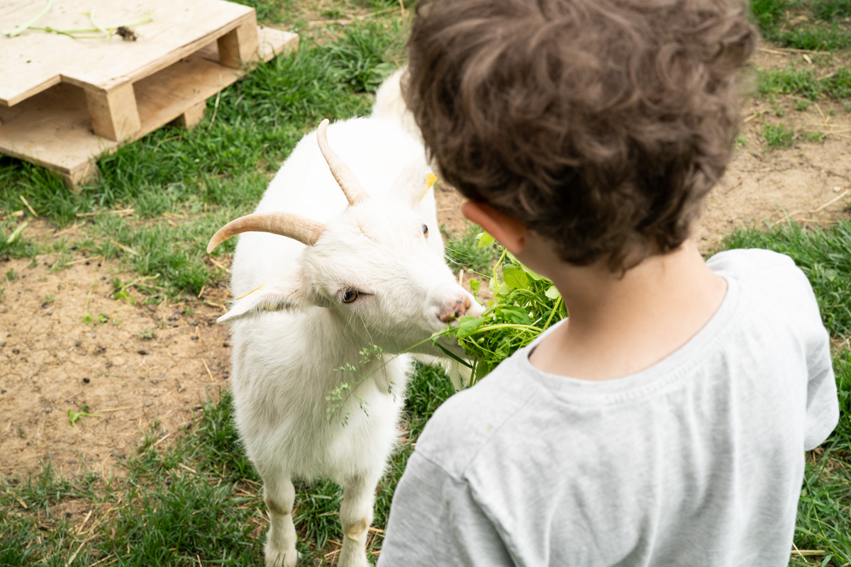 Pädagogisches Programm