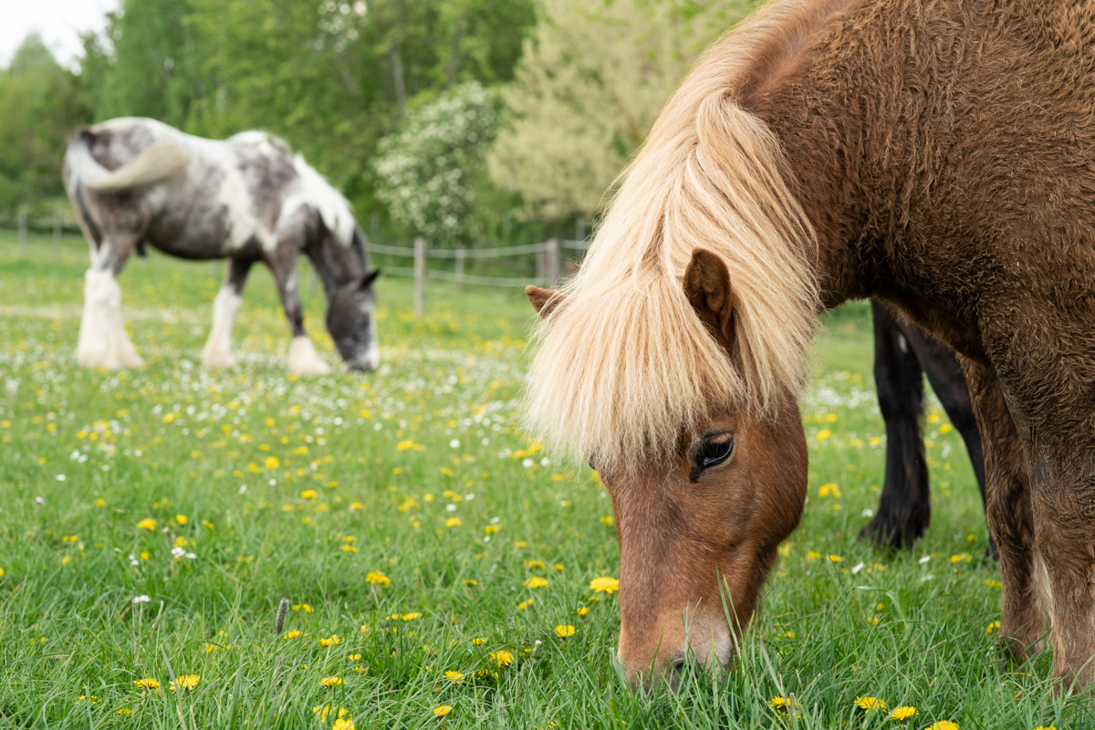 Pädagogisches Programm